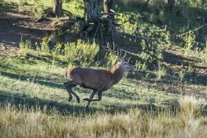 mannetje rood hert in la pampa, Argentinië, parque luro, natuur reserveren foto