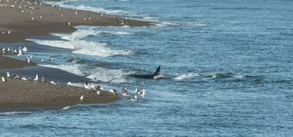 orka jacht, Patagonië Argentinië foto