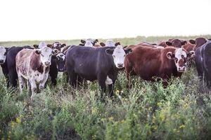 ossen en vaarzen verheven met natuurlijk gras, Argentijns vlees productie foto