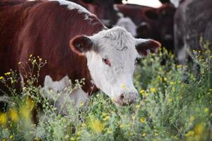 ossen en vaarzen verheven met natuurlijk gras, Argentijns vlees productie foto