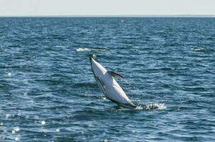 duister dolfijn springen, schiereiland valdes, patagonië, argentinië foto