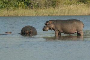 spelen nijlpaard , Kruger nationaal park , Afrika foto