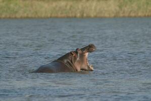 nijlpaard , Kruger nationaal park , Afrika foto