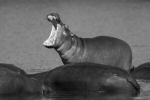 spelen nijlpaard , Kruger nationaal park , Afrika foto