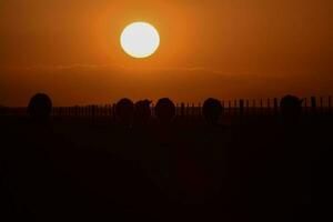 koeien silhouetten grazen, la pampa, Patagonië, Argentinië. foto