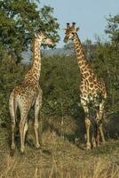 giraffe, Kruger nationaal park foto