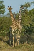 giraffe, Kruger nationaal park foto