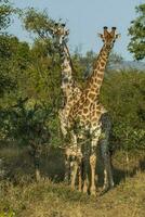 giraffe, Kruger nationaal park foto