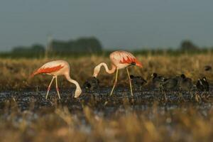 flamingo's, Patagonië Argentinië foto