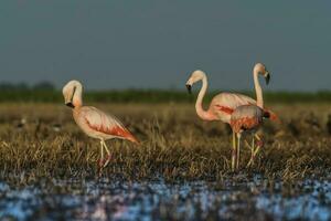 flamingo's, Patagonië Argentinië foto