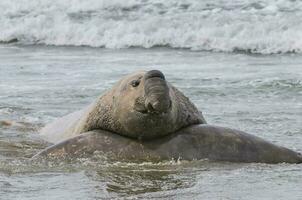 olifant zegel, Patagonië foto