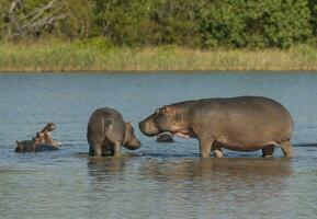 nijlpaard , Kruger nationaal park , Afrika foto