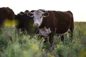 koeien begrazing in de veld, in de pampa vlak, Argentinië foto