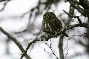 ijzerhoudend pygmee uil, glaucidium Braziliaans, calden Woud, la pampa provincie, Patagonië, Argentinië. foto