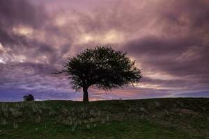 zonsondergang calden boom landschap, la pampa provincie, Patagonië, Argentinië. foto