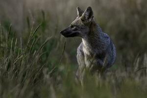 pampa grijs vos in pampa gras omgeving, la pampa provincie, Patagonië, Argentinië. foto