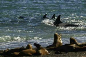 moordenaar walvis, orka, jacht- een zee leeuwen , schiereiland valdes, Patagonië Argentinië foto