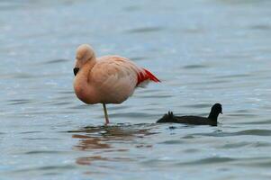 flamingo resting in de lagune, la pampa provincie,patagonië, Argentinië. foto