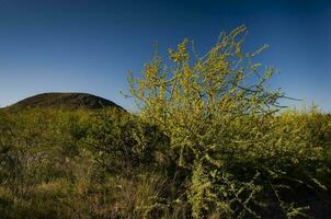 creosoot struik, lihue bel nationaal park, la pampa, Argentinië foto