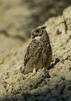 Super goed gehoornd uil, bubo virginianus nacurutu, schiereiland valdes, Patagonië, Argentinië. foto