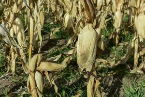 maïs maïskolf groeit Aan fabriek klaar naar oogst, Argentijns platteland, buenos aires provincie, Argentinië foto