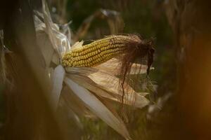 maïs maïskolf groeit Aan fabriek klaar naar oogst, Argentijns platteland, buenos aires provincie, Argentinië foto