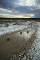 salpeter Aan de verdieping van een lagune in een semi woestijn omgeving, la pampa provincie, Patagonië, Argentinië. foto