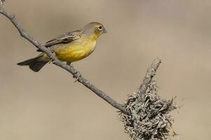 saffraan vink , sicalis flaveola, la pampa, Argentinië. foto