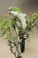 parkiet, voeren Aan wild fruit, la pampa, Patagonië, Argentinië foto