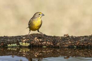 saffraan vink , sicalis flaveola, la pampa, Argentinië. foto