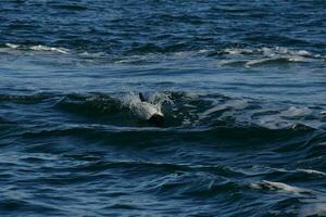 commerson dolfijn zwemmen, Patagonië , Argentinië. foto