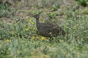 elegant kuif- tinamoe, eudromie elegant, pampa grasland omgeving, la pampa provincie, Patagonië, Argentinië. foto