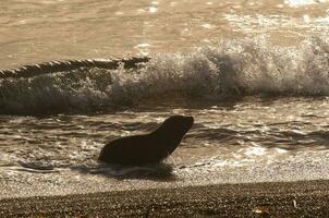 zuiden Amerikaans zee leeuw pup, schiereiland valdes, Chubut, Patagonië ,Argentinië foto