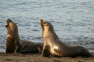 zuiden Amerikaans zee leeuw (otaria flavescens) vrouw, schiereiland valdes ,chubut,patagonië, Argentinië foto