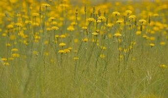 geel wild bloem in Patagonië, Argentinië foto