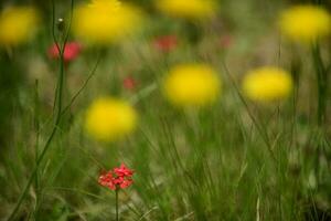 rood wild bloem in Patagonië, Argentinië foto