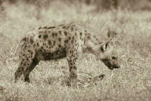 hyena voeden, Afrika foto