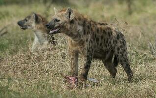 hyena aan het eten, zuiden Afrika foto