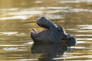 nijlpaard , Kruger nationaal park , Afrika foto