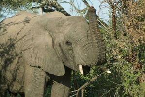 Afrikaanse olifant aan het eten, zuiden Afrika foto