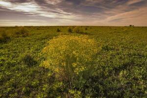 voorjaar seizoen landschap, la pampa foto