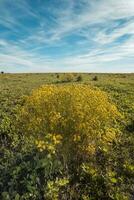 geel bloem, landschap, la pampa foto