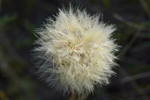 geel wild bloem in Patagonië, Argentinië foto