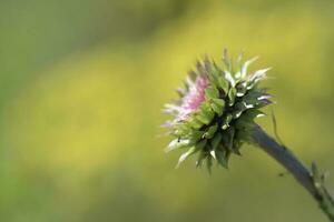 wild bloem in Patagonië, Argentinië foto