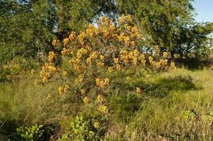 wild bloem in Patagonië, caesalpinia gilliesii, la pampa, Argentinië. foto