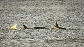 orka familie, Patagonië Argentinië foto