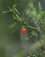 wild fruit, in la pampa, Argentinië foto