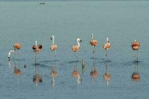 flamingo's rust uit in een zout lagune, la pampa provincie,patagonië, Argentinië. foto