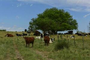 ossen gevoed Aan weiland, la pampa, Argentinië foto