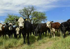 ossen gevoed Aan weiland, la pampa, Argentinië foto